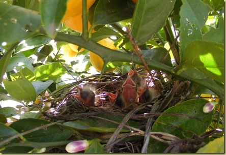 Blackbirdnest
