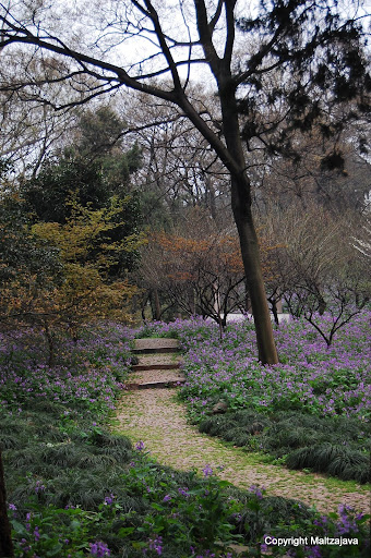 A Path in the Tiger Hill Area