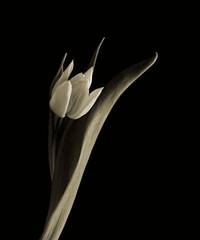 [tulipa branca[12].jpg]