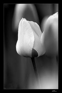 [Tulipa Branca (Fundo Preto)[7].jpg]