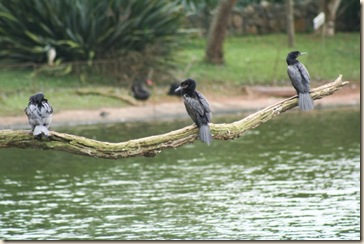 zoo zoo