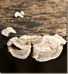 2009-08-02_mushrooms_2801 sm