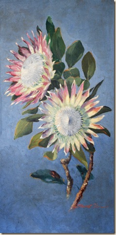 Stewart titcombe - proteas