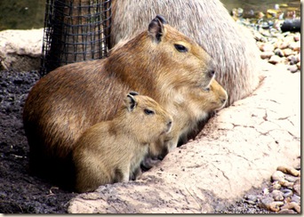 capyvara babies 1