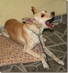 tchuca tchuca