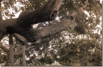 Leaning tree Leaning tree