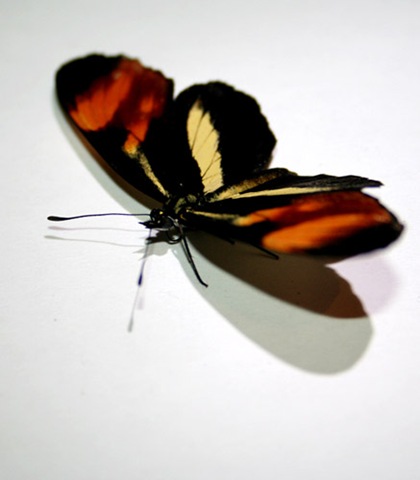 [butterfly-JurgisLasevicius[3].jpg]
