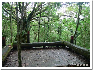 大葉雀榕 大葉雀榕