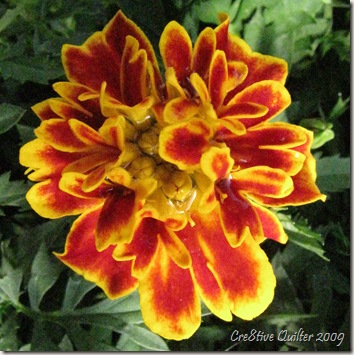 Flowers 039 Flowers 039