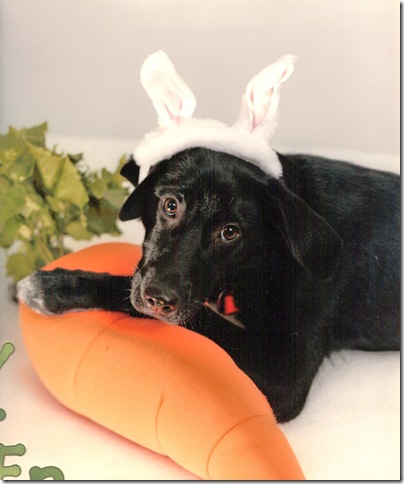Easter Holly