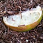 Rotten Lemon