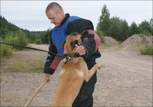 Tulikuuma Savu policedog 14 months old