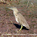 DSC06244.JPG, Indian Pond Heron at Bharatpur Bird Sanctuary, Rajasthan, India, my solo all-india motorcycle journey