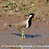 DSC06249.JPG, Red Wattled Lapwing at Bharatpur Bird Sanctuary, Rajasthan, India, my solo all-india motorcycle journey