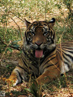 harimau