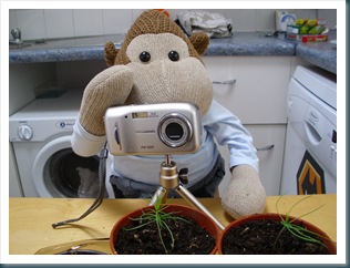 Taking pictures of xmas tree seedlings