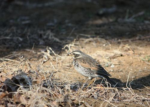 フツウの生活 狭山丘陵の鳥たち ツグミ