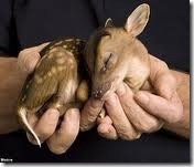 Deer friends