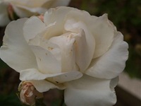 rosas (5) rosas (5)