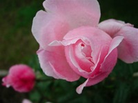 rosas rosas