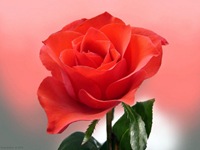 rosas (14) rosas (14)