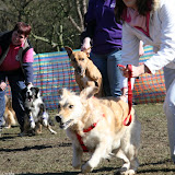 Carlton Towers 2008 - Multibreed