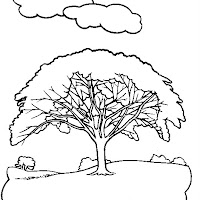 Arbol de Guanacaste Símbolo Nacional de Costa Rica.