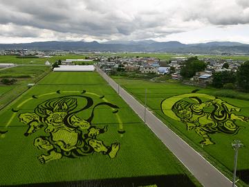 Amazing Rice Field