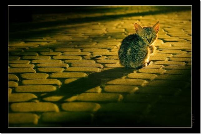 Small Cat
