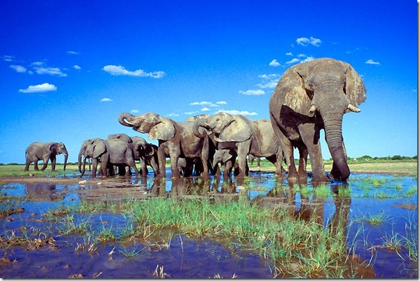 etosha_national_park