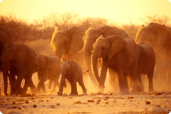 etosha_national_park_namibia_Elephant