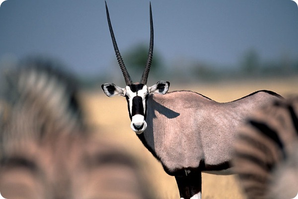 etosha_national_park_deer_namibia