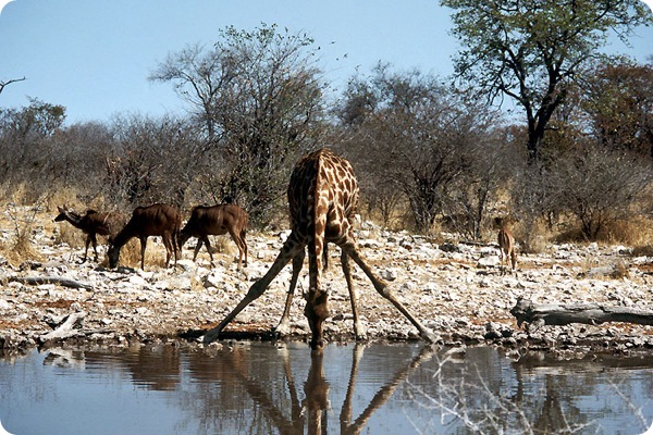 etosha_national_park_namibia Pond