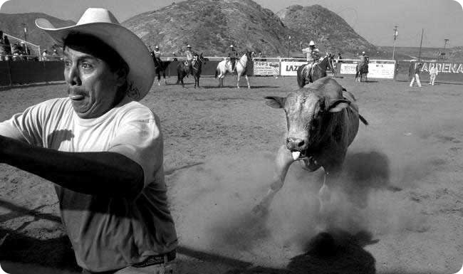Cow Boy Scared Cow Boy Scared