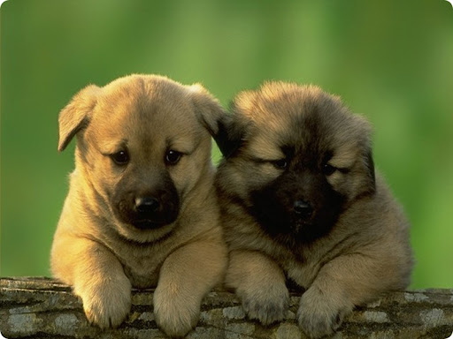 Cute Puppies , Cute Dogs , Look Puppies natural Foto