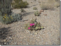 Desert cactus in bloom