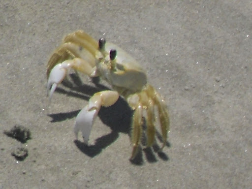 SDC11387.JPG