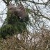 Sparrowhawk