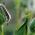 Caterpillar