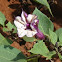 Thorn Apple