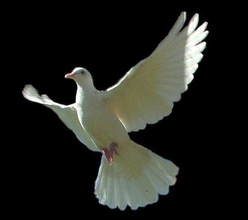 [dove23.jpg]