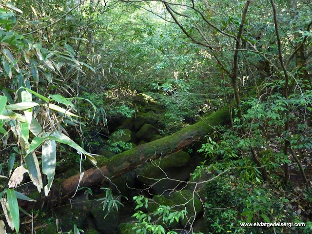 Foto de  JP - Parc Nacional Kirishima-Yaku, Kirishima-Yaku National Park (霧島屋久国立公園)
