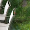 House finch