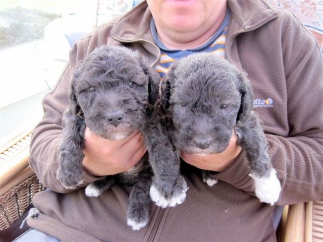 [New_puppies_4weeks_old_12th_May_(5)[5].jpg]