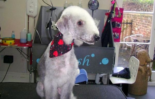 [Scooter big boy groom[5].jpg]