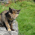 Irish Kitty