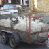 Sheep Transport