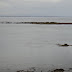 Seal Colony, Inismor