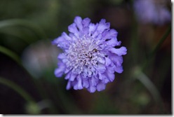 Scabious Butterfly Blue from garden