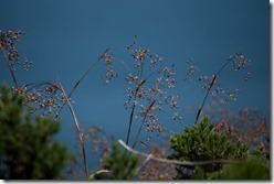 IMG_1698